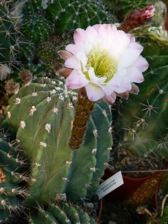 Echinopsis rhodotricha JLcoll.1436